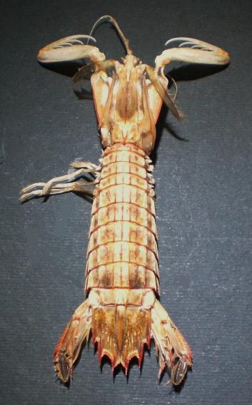 Visaya lira T.F.C. total body.jpg